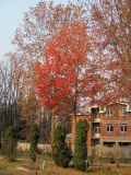 Liquidambar styraciflua