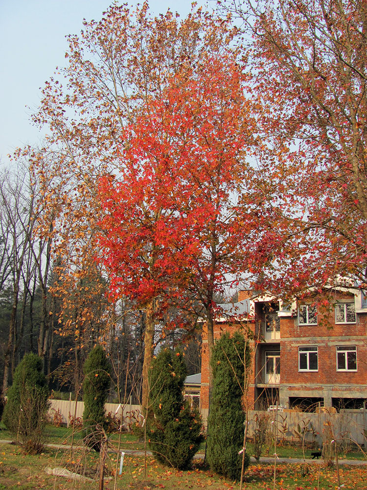 Изображение особи Liquidambar styraciflua.