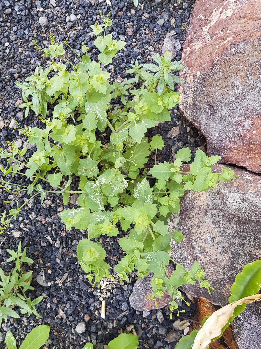 Изображение особи Senecio flavus.