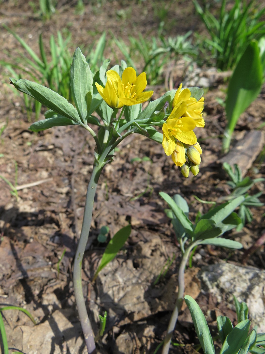 Изображение особи Gymnospermium vitellinum.