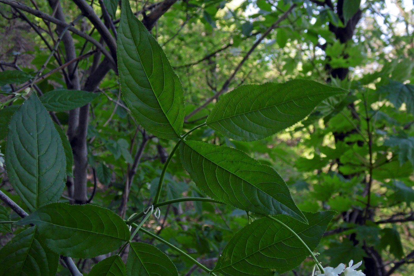 Изображение особи Staphylea colchica.