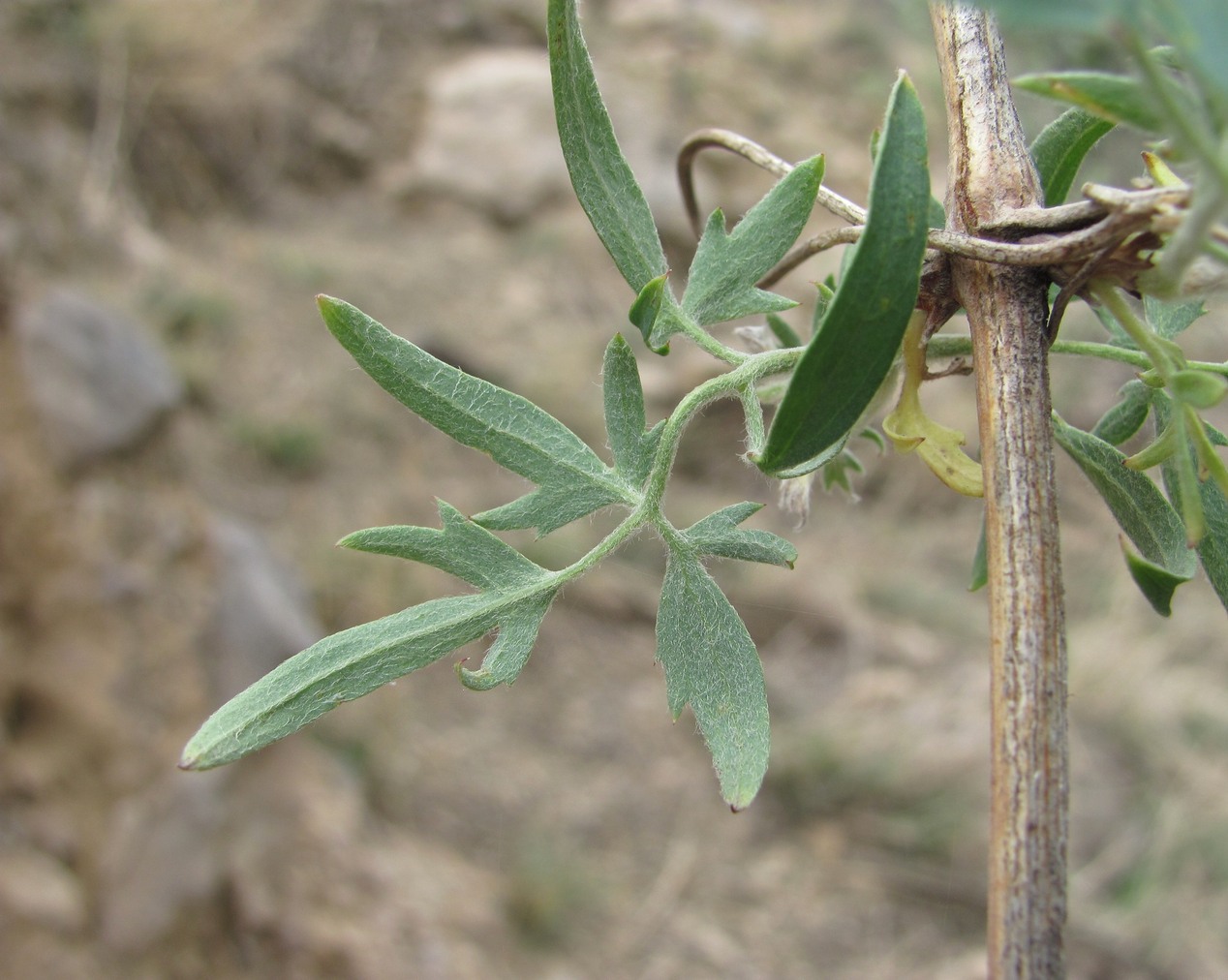 Image of Clematis orientalis specimen.