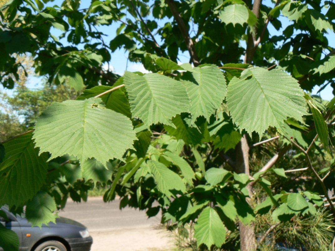 Изображение особи Ulmus laciniata.