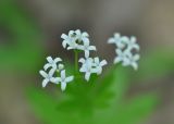 Galium odoratum. Цветки. Республика Адыгея, левый берег р. Белая чуть ниже устья руч. Большой Руфабго, лиственный лес. 28.04.2018.