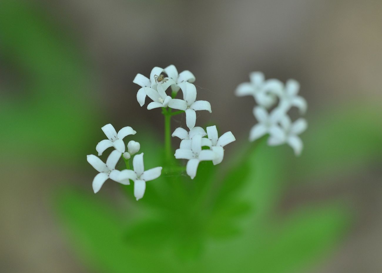 Изображение особи Galium odoratum.