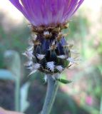Centaurea dealbata × C. sumensis