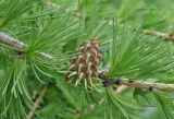 Larix sibirica