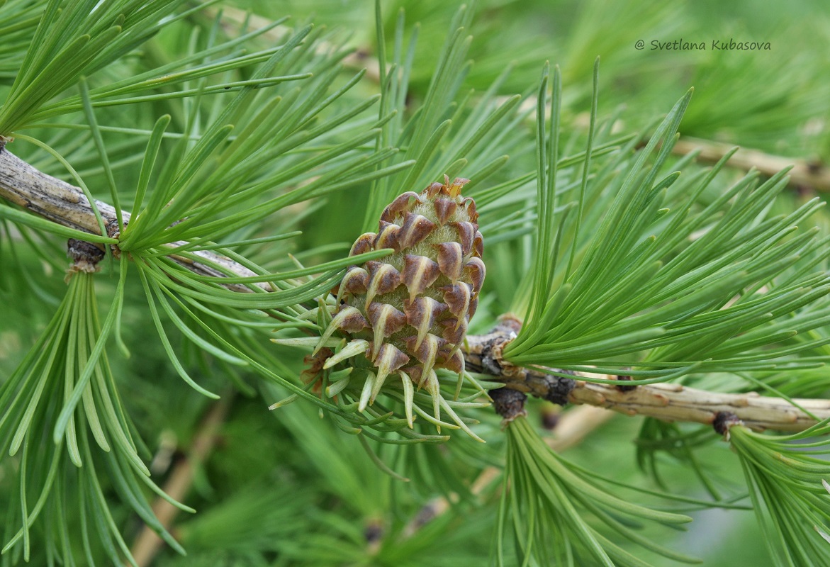 Изображение особи Larix sibirica.