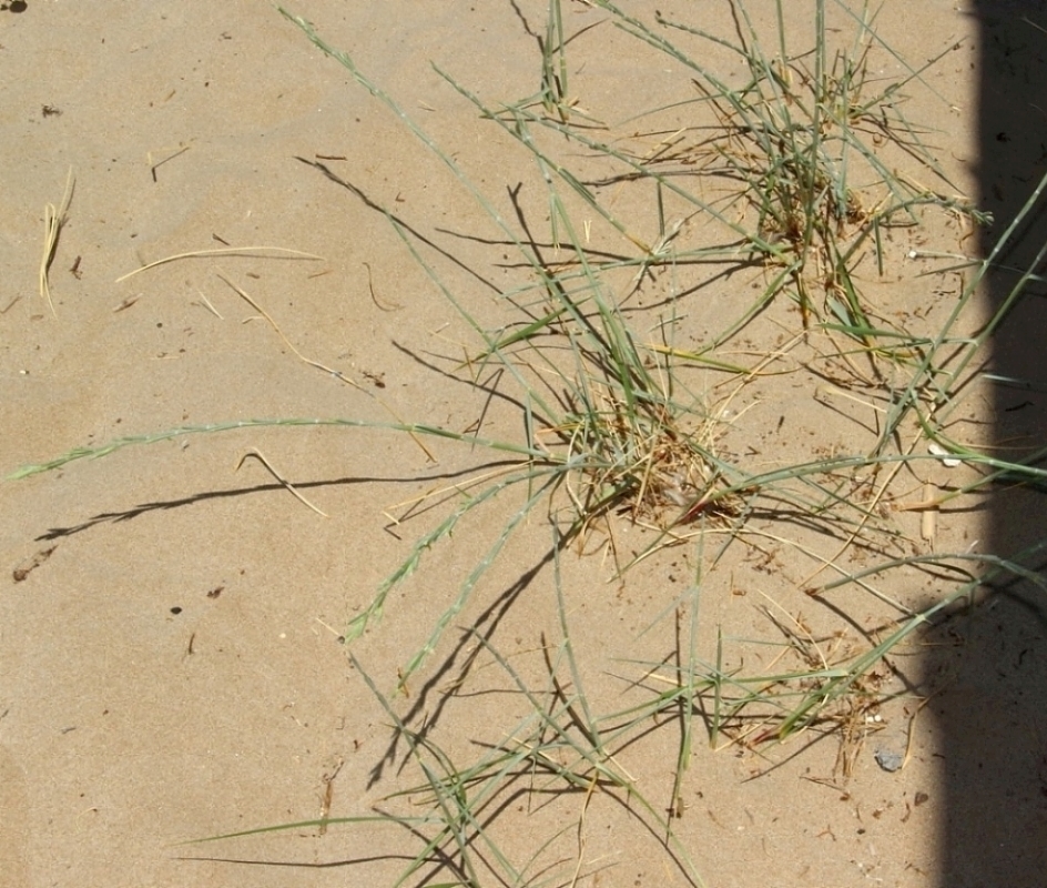 Image of Elytrigia bessarabica specimen.
