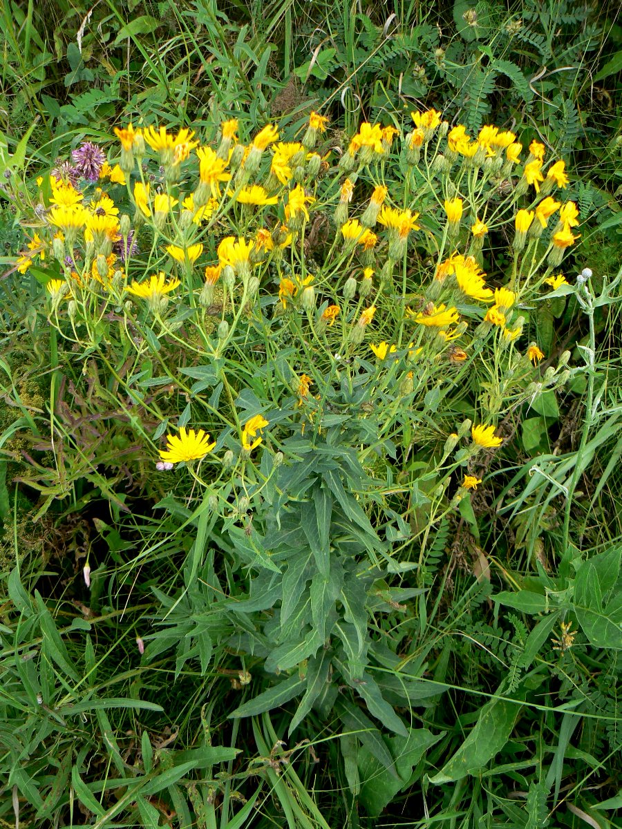 Image of Hieracium virosum specimen.