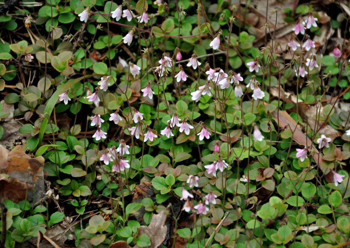 Image of Linnaea borealis specimen.