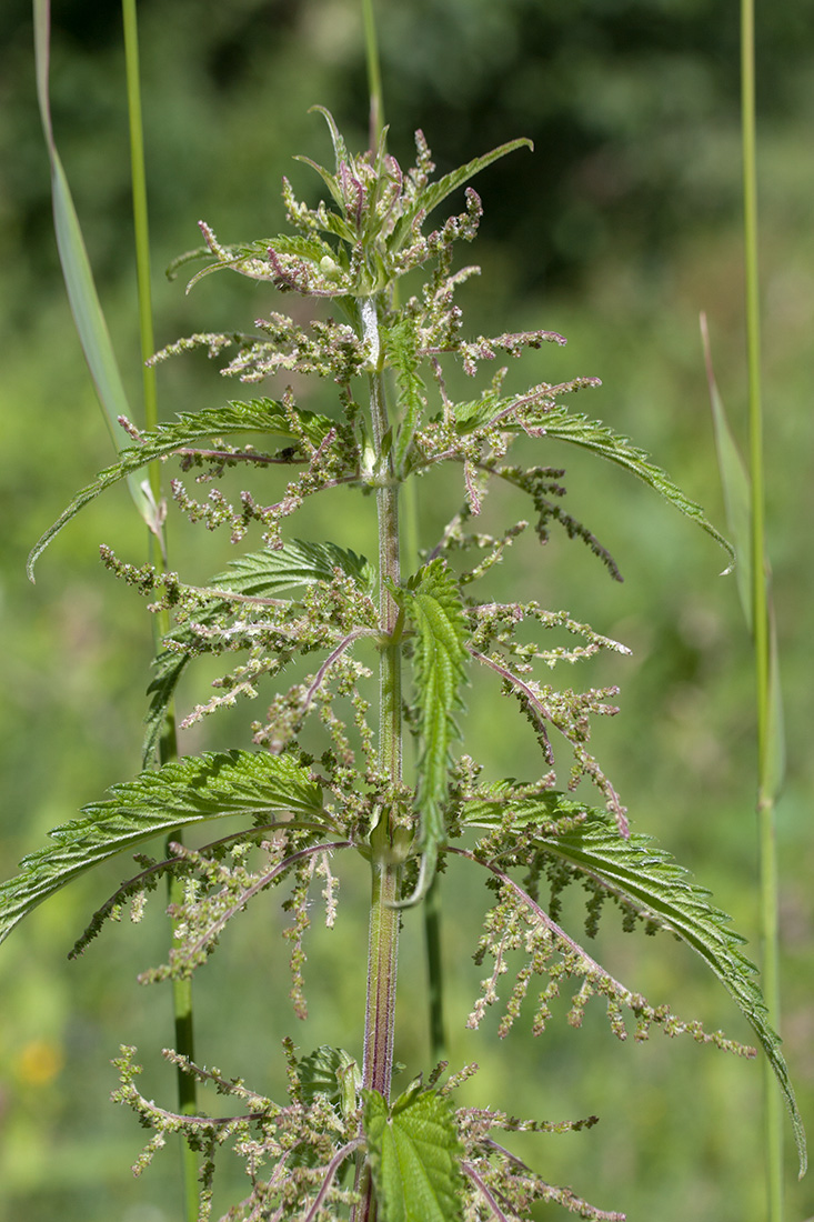 Изображение особи Urtica dioica.