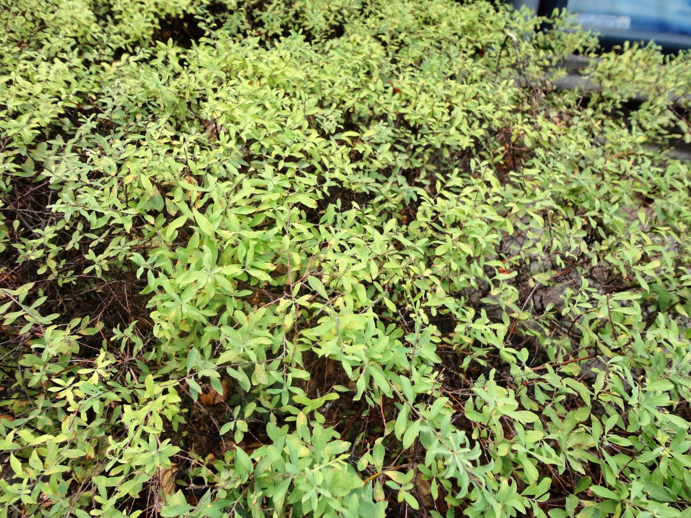 Image of Spiraea &times; cinerea specimen.