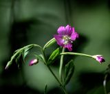 Epilobium hirsutum