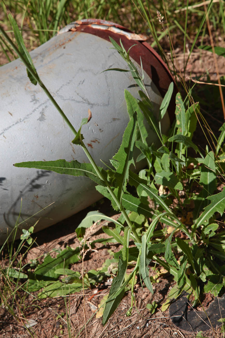 Image of Sonchus arvensis ssp. uliginosus specimen.