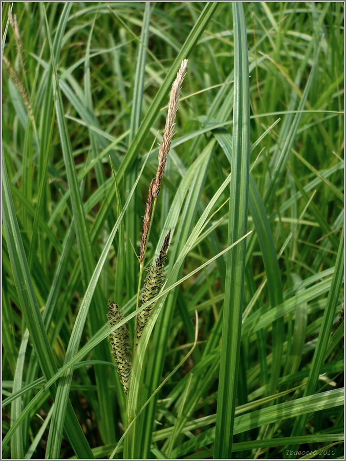 Image of genus Carex specimen.