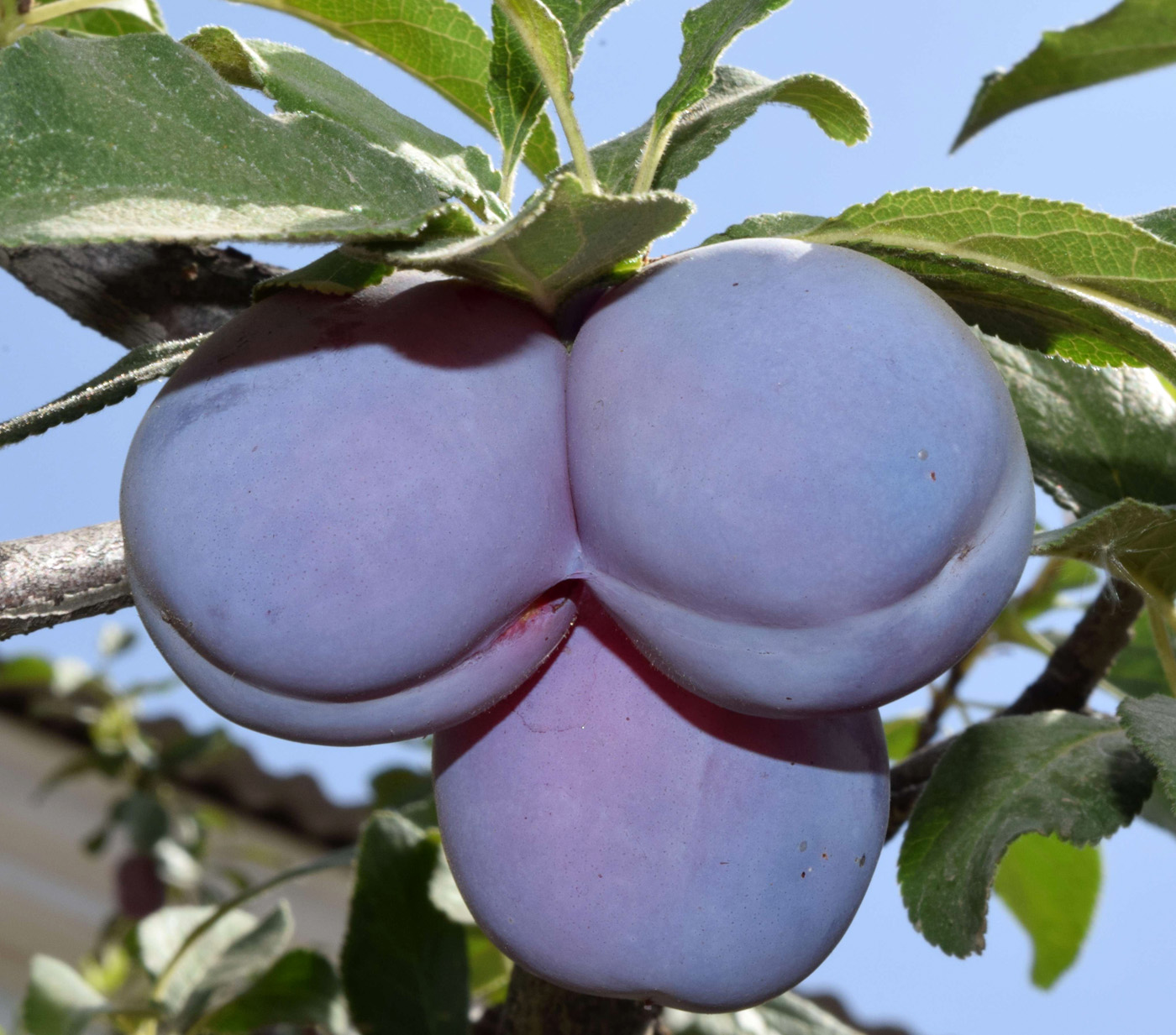 Image of Prunus domestica specimen.