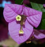 genus Bougainvillea. Соцветие с прицветниками. Черногория, муниципалитет Будва, пос. Бечичи (Bečići), придомовые посадки. Июль 2018 г.