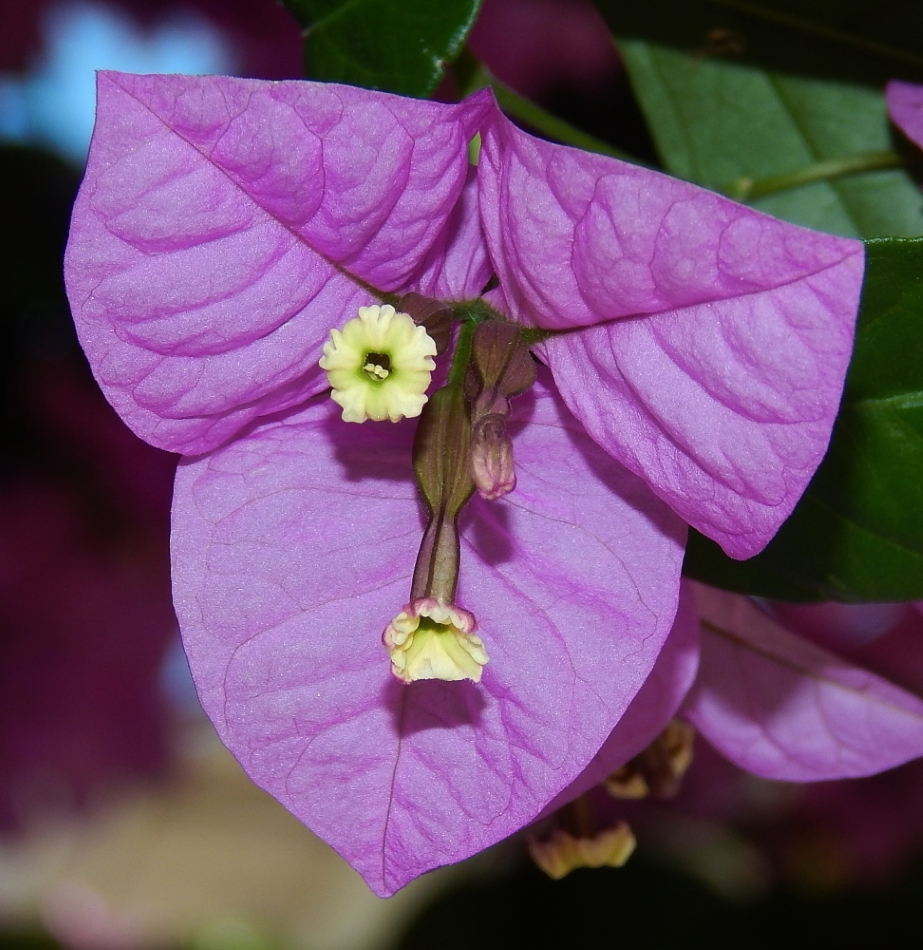 Image of genus Bougainvillea specimen.