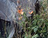 Papaver fugax