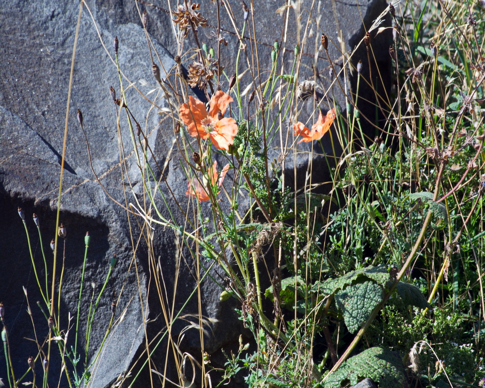 Image of Papaver fugax specimen.