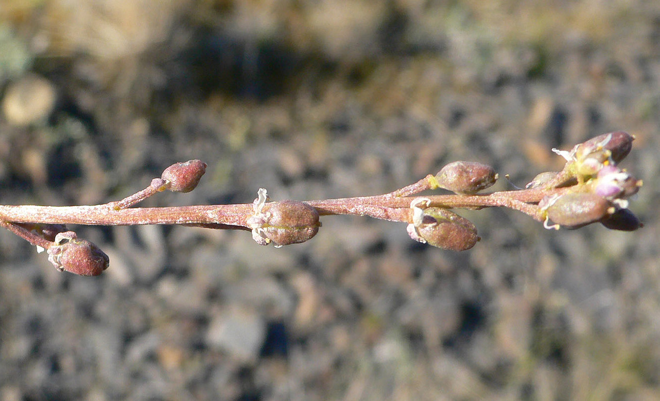 Image of Cochlearia arctica specimen.