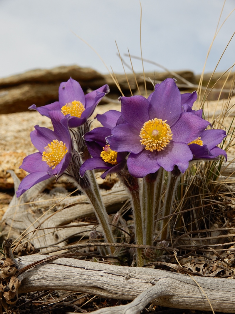 Изображение особи Pulsatilla multifida.