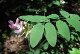 Lathyrus niger