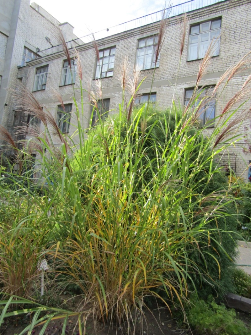 Image of Miscanthus purpurascens specimen.