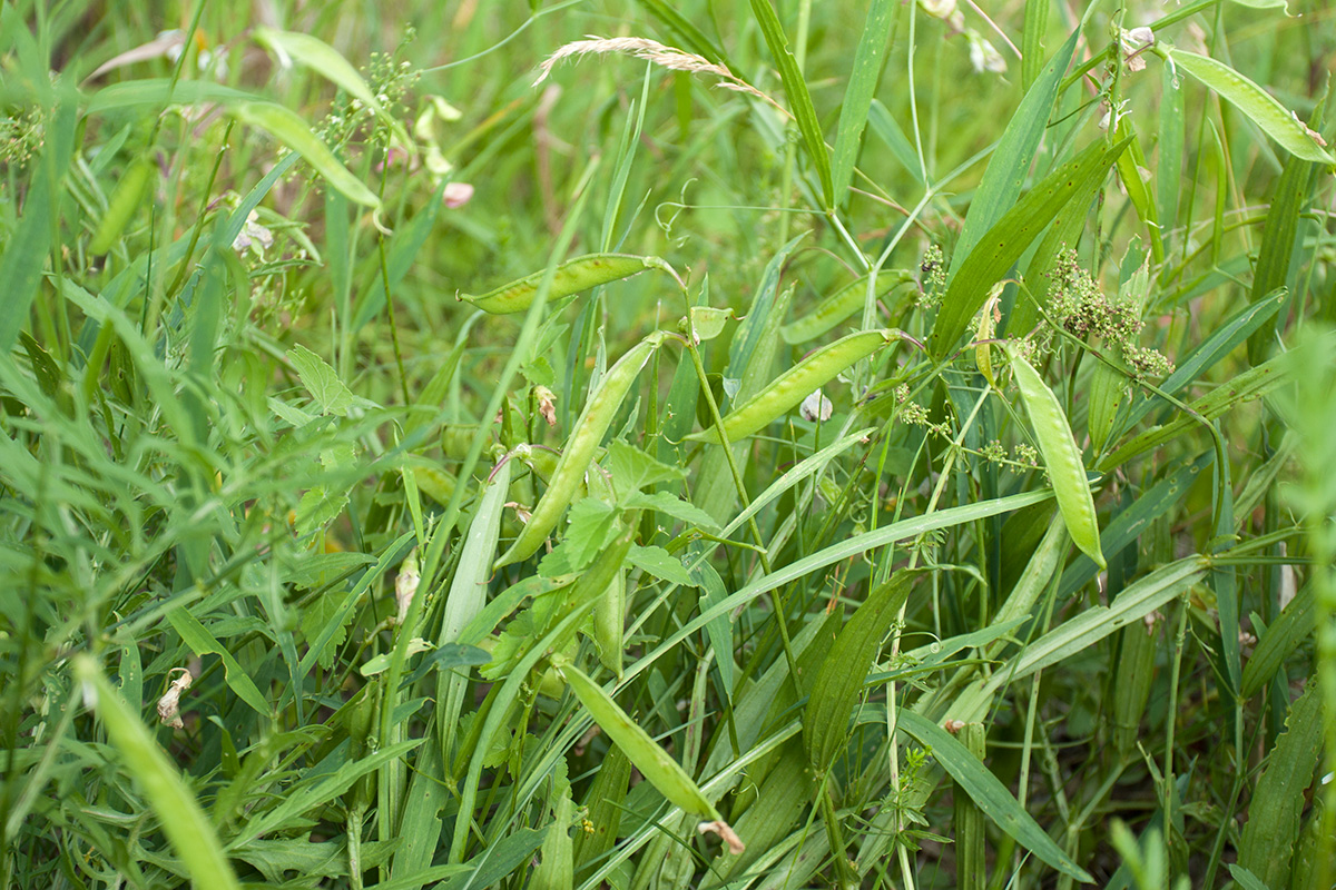 Изображение особи Lathyrus sylvestris.