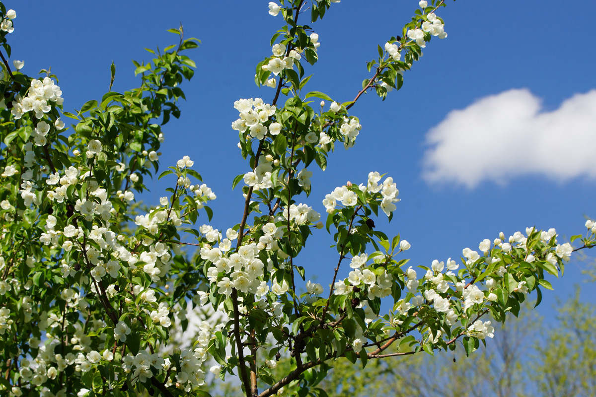Image of Malus prunifolia specimen.