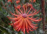 Leucospermum reflexum