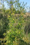 Pyrus communis. Ветви молодого растения с распускающейся листвой. Краснодарский край, Черноморское побережье Кавказа, г. Новороссийск, окр. Суджукской лагуны, влажный луг, самосев. 24 апреля 2018 г.