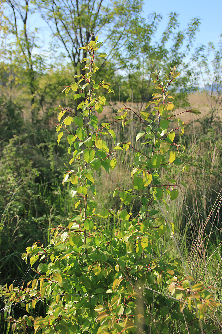 Image of Pyrus communis specimen.