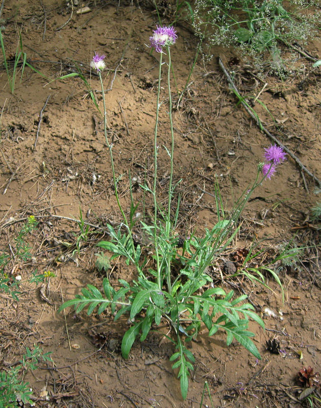 Image of Jurinea cyanoides specimen.