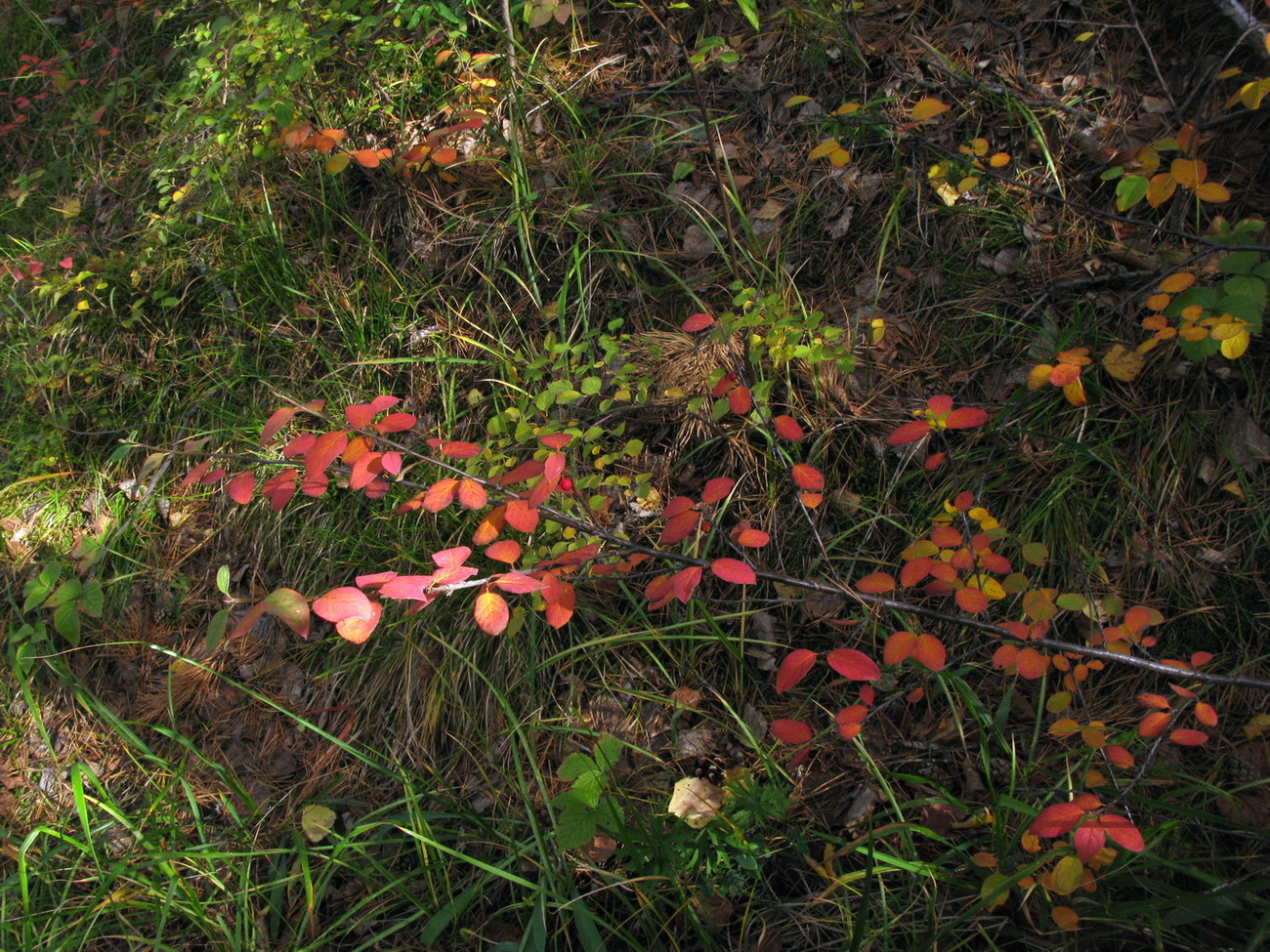 Image of Cotoneaster tjulinae specimen.