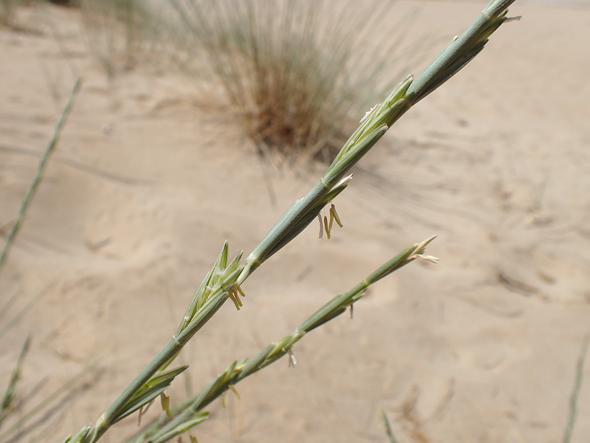 Image of Elytrigia bessarabica specimen.