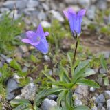 Campanula ciliata