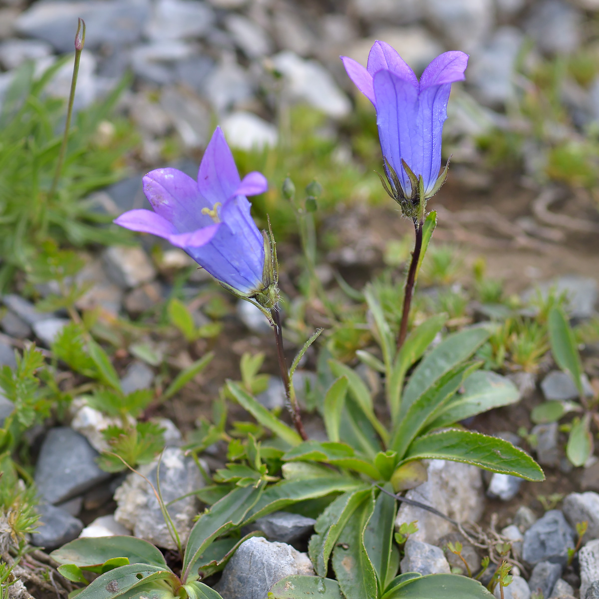 Изображение особи Campanula ciliata.