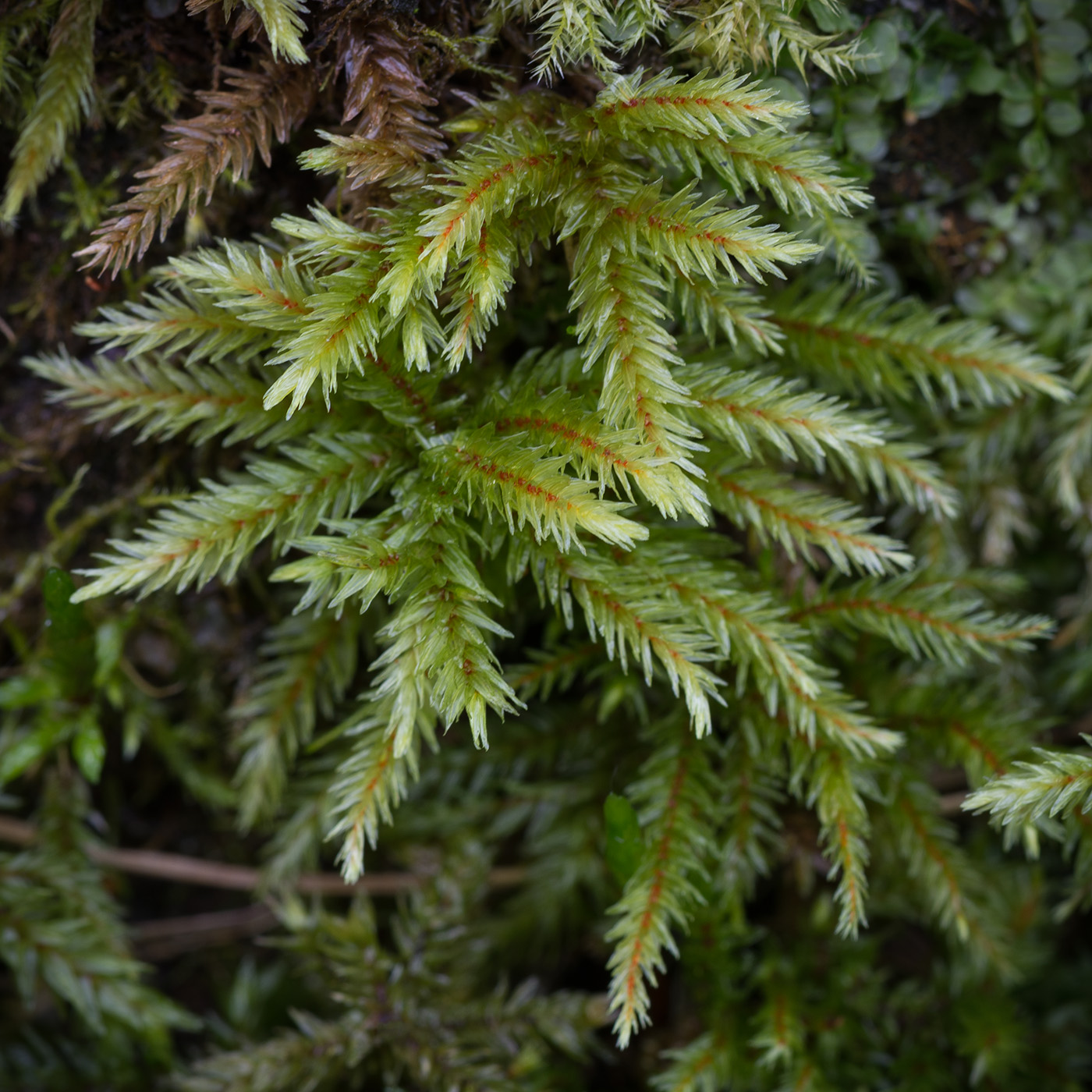 Изображение особи Climacium dendroides.