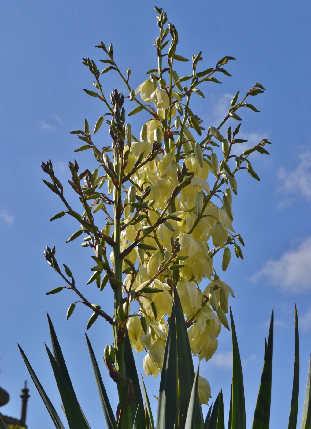 Image of genus Yucca specimen.