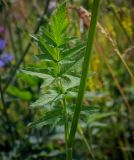 Pastinaca sylvestris. Средняя часть побега с листом. Пермский край, г. Пермь, Свердловский р-н, некошеный разнотравный газон. 17.07.2018.