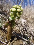 Petasites spurius