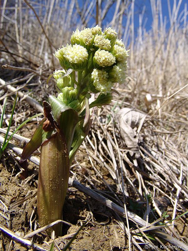 Изображение особи Petasites spurius.