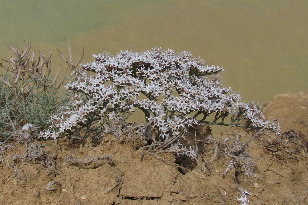 Image of Goniolimon orae-syvashicae specimen.