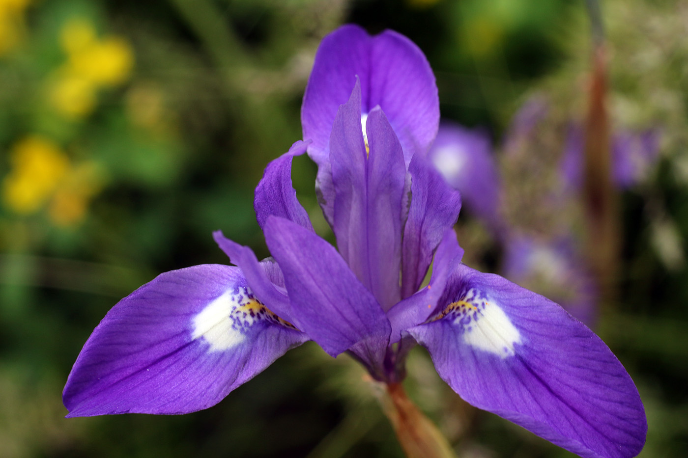 Image of Moraea sisyrinchium specimen.