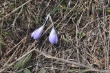 род Crocus. Расцветающее растение после мороза. Турция, ил Ардахан, окр. крепости Шайтан-Калеси, травянистый склон. 15.04.2019.