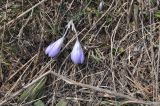 род Crocus