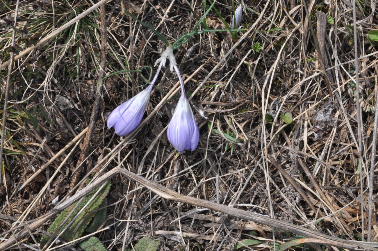 Image of genus Crocus specimen.