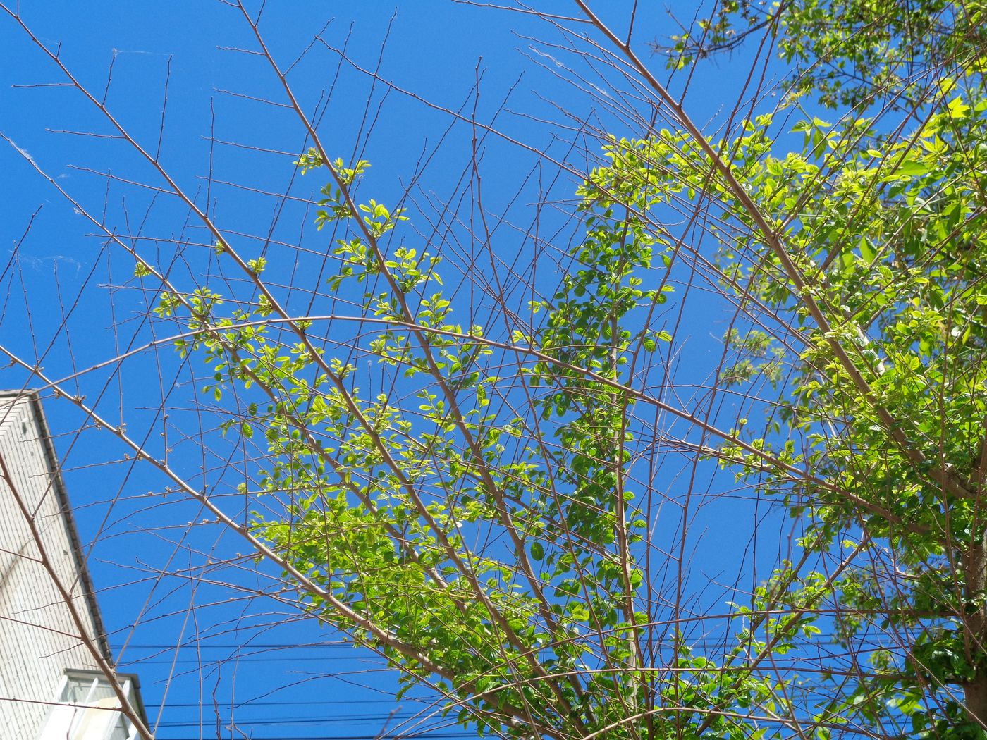 Изображение особи Ulmus pumila.